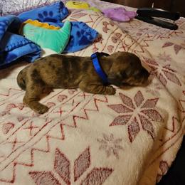 Dachshund Puppies from Randal Hunke