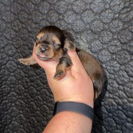 Male 2 - Sable male Dachshund puppy in Liberty, Mississippi from Liberty Oaks Aussies and Dachshunds