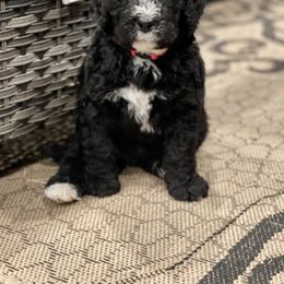 Bernedoodle Puppies from G&G’s Bernedoodles