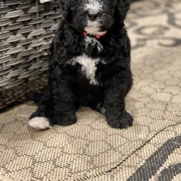 Bernedoodle Puppies from G&G’s Bernedoodles