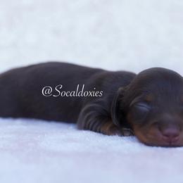 Jessie - Chocolate and tan female Dachshund puppy in Apple Valley, California from Socaldoxies