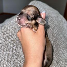 Fig - Sable female Dachshund puppy in Woodville, Wisconsin from Dairyland Dachshunds