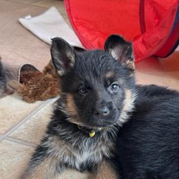 Miss Yellow - Black and red female German Shepherd puppy in Lawton, Michigan from Free Indeed Shepherds