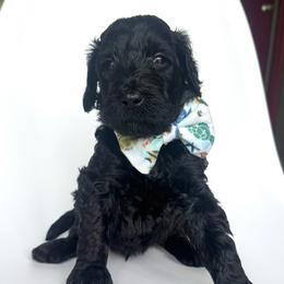 Gnome - Black male Goldendoodle puppy in Mount Pleasant, Tennessee from Doodle My Heart
