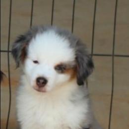 Bunny's Blue-Eyed Blue Merle Male - Blue merle male Toy Australian Shepherd puppy in Leighton, Alabama from Isbell Land & Livestock, LLC
