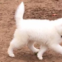 Siberian Huskies from Cerberus Huskies