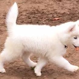 Siberian Huskies from Cerberus Huskies