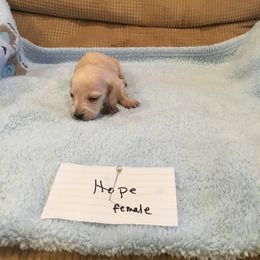 Girl 3 - Cream Dachshund puppy in Thousand Oaks, California from Forever home dachshunds