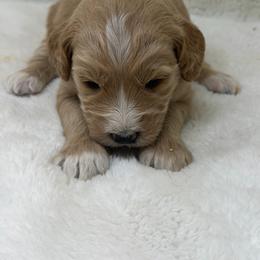 Girl 1 - Apricot female Goldendoodle puppy in Haleyville, Alabama from Susan’s Prefurred Doodles