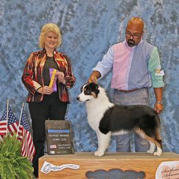 Miniature American Shepherd All Grown Up from Dynasty Minis - Georgia