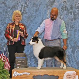 Miniature American Shepherd All Grown Up from Dynasty Minis - Georgia