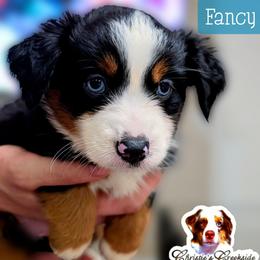 Fancy - Black tri female Miniature Australian Shepherd puppy in Punta Gorda, Florida from Christie's Creekside Aussies