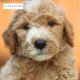 Leah - Parti female Goldendoodle puppy in Lawton, Oklahoma from Nova's Minidoodles