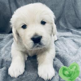 Golden Retriever Puppies from Valiant Goldens