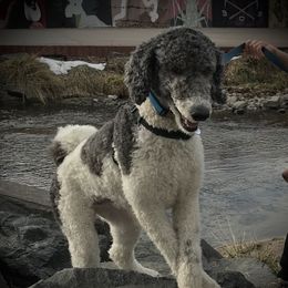 Cooper - Poodle
