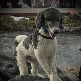 Cooper - Poodle