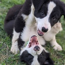 Border Collie Puppies from Water Dog Border Collies