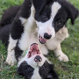 Border Collie Puppies from Water Dog Border Collies