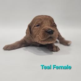 Opal - Teal Collar Female - Red  female Goldendoodle puppy in Mocksville, North Carolina from Hunting Creek Farm & Kennel