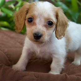 Banks - Piebald male Dachshund puppy in Midland, Texas from The Barefield Doxies