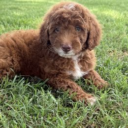 White - Red female Cavapoo puppy in Wesson, Mississippi from Southern Country Doodles