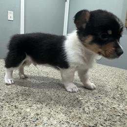 Boy 1 - Black and tan male Pembroke Welsh Corgi puppy in Rosharon, Texas from Hallin’ Corgis