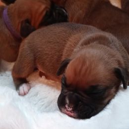 Boxer Puppies from Nikki's Boxers