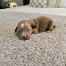 Trixie - Red  female Goldendoodle puppy in Floyd, Virginia from Hearts and Paws Poodles and Doodles