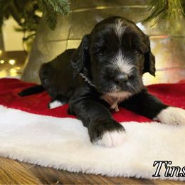 Tinsel - Black and white female Sheepadoodle puppy in Surprise, Arizona from Desert Lily Doodles