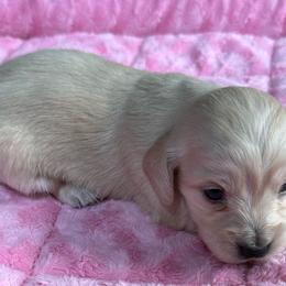 Blakely - Cream female Dachshund puppy in Salem, Oregon from Longdox Mini Dachshunds
