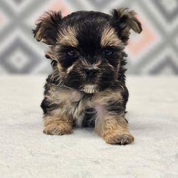 Pip Squeek TEACUP - Black & tan tri-color female Morkie puppy in Monticello, Iowa from Ashley’s Puppies