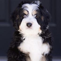 Bernedoodle and Goldendoodle Puppies from Rose canyon doodles