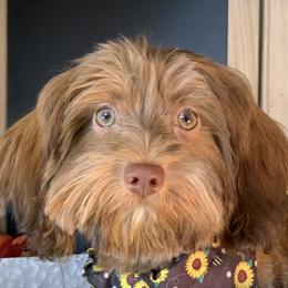 Romeo - Havanese