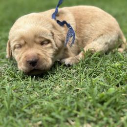 Han (Blue Collar) - Yellow male Dilute Retriever puppy in Little Rock, Arkansas from Charcoal And Silver Labs