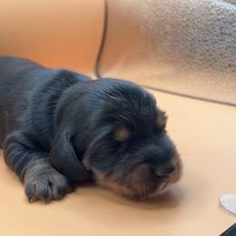 Alara - Black and tan female Dachshund puppy in Barstow, California from Kindle & Burrow Dachshunds