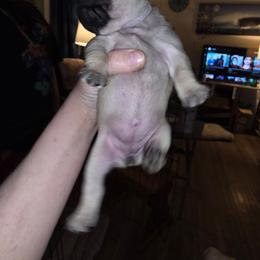 Girl 3 - Fawn female Pug puppy in Spokane, Washington from Kapelac's Royal Pugs