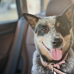 Australian Cattle Dogs from Butterfly Butte Australian Cattle Dogs