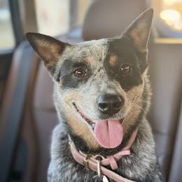 Australian Cattle Dogs from Butterfly Butte Australian Cattle Dogs
