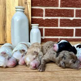 Goldendoodle and Poodle Puppies from SnickerDoodlePups
