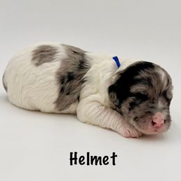 Helmet - Merle male Goldendoodle puppy in Milford, Pennsylvania from Doodles Are Golden