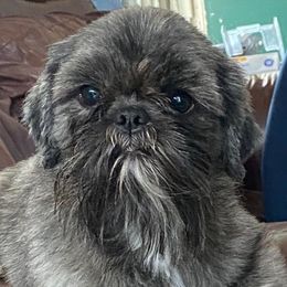Kevin - Shih Tzu