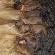 Briard and Pointer Puppies from Honey Bee Hill