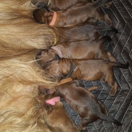 Briard and Pointer Puppies from Honey Bee Hill