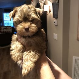 Yorkshire Terrier Puppies from Happy Days Acres and Yorkies