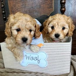 Cavapoo and Goldendoodle Puppies from Hearts Full of Puppies