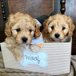 Cavapoo and Goldendoodle Puppies from Hearts Full of Puppies