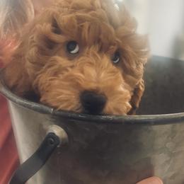 Goldendoodle Puppies from Graystone Doodles