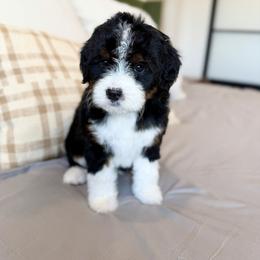 Female - Tri-color female Bernedoodle puppy in Nampa, Idaho from Boise Bernedoodles