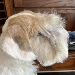 Light badger boy - White and badger male Sealyham Terrier puppy in Holden, Missouri from Thistle and Rock Sealyham Terriers