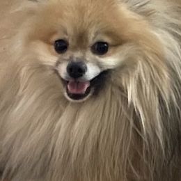 Pomeranians from Latte Pup Love